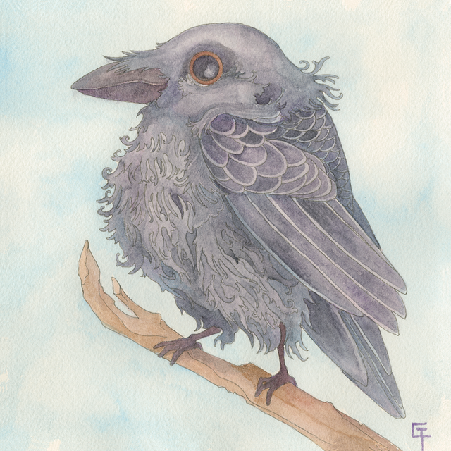 Fluffy Crow
